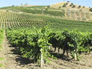 Nero d Avola Wine Grapes Thrive in Hot Climates like Sicily | Winetraveler.com