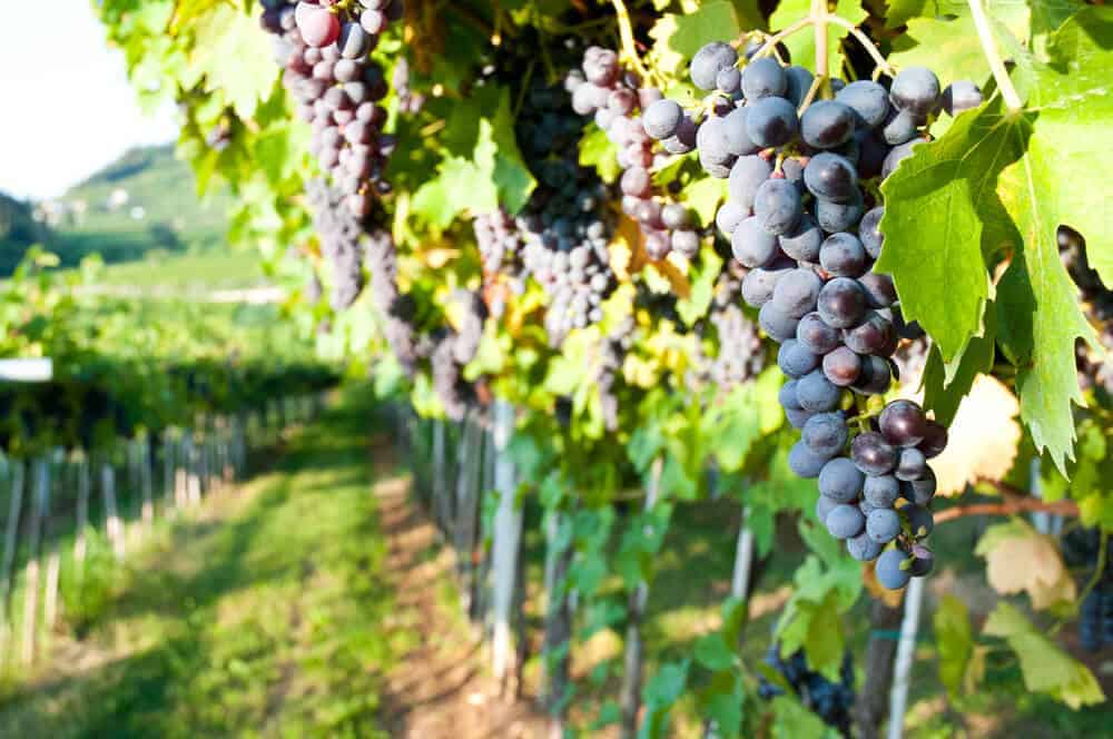 Amarone Red Wine: Taste, Structure & Production • Winetraveler.com