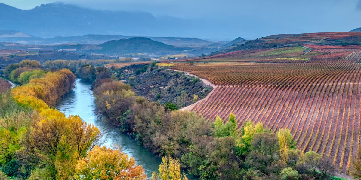 Aerial view of Rioja vineyards