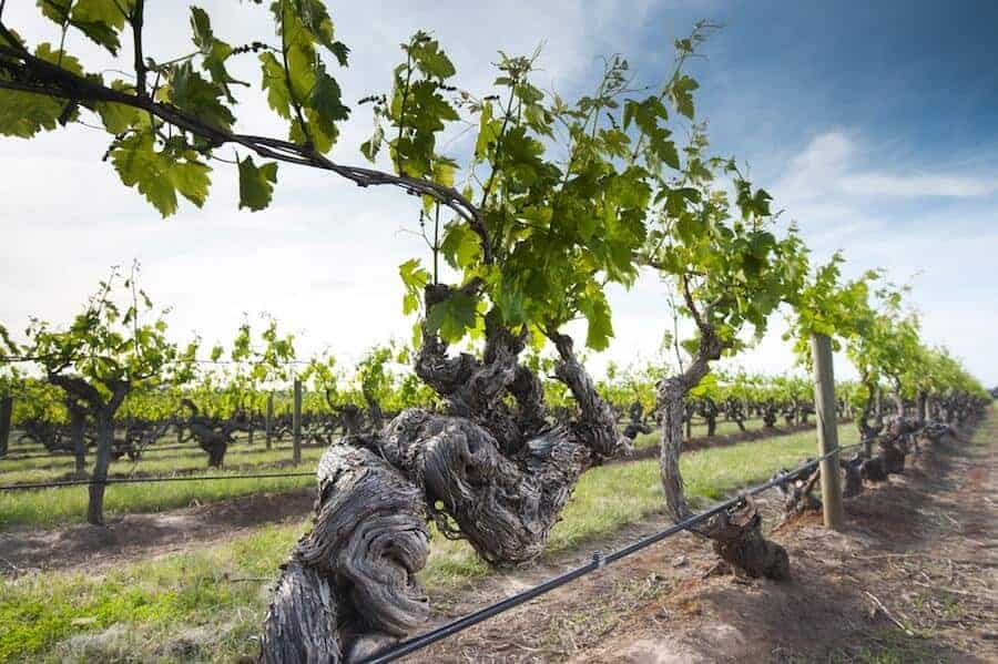 Old Vines Shiraz Vines Growing in Australia