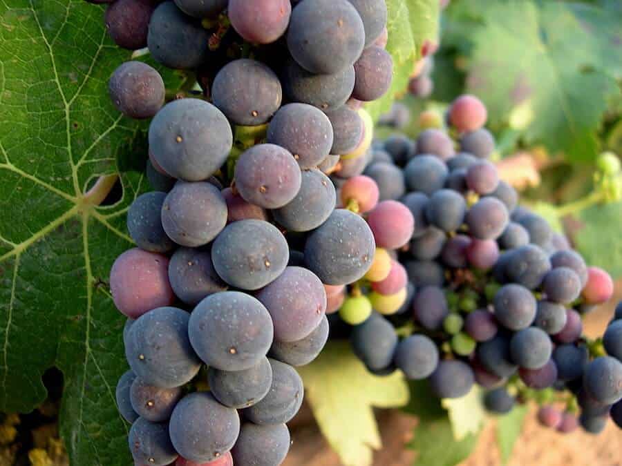 The Grape Varieties of Rioja Spain