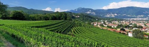 Ticino Swiss Wine Region (Canton) - Grape Vines Grow in Ticino Switzerland