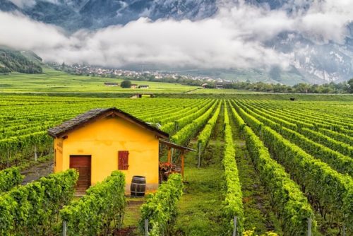 Vines grow within the beautiful Swiss wine region of Valais | Winetraveler.com