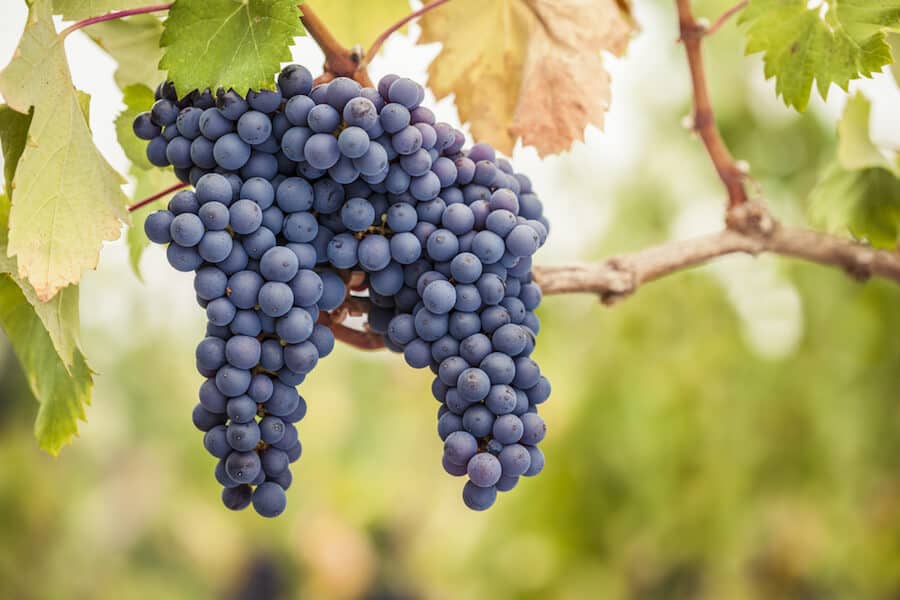 Pinot Noir in Willamette Valley Oregon | Winetraveler.com