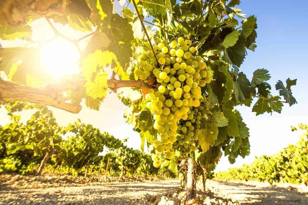 Albarino: Grape Variety Characteristics, Wine Taste Profile & Food Pairings