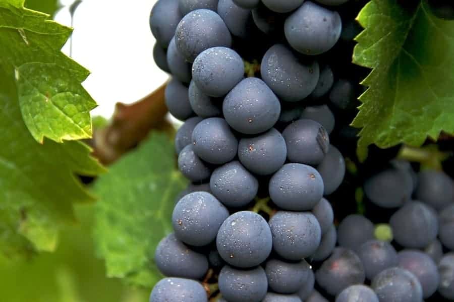 What's the Difference Between Syrah and Shiraz? | Winetraveler.com