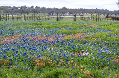 Best Texas Hill Country Wineries and Hill Country wine tours