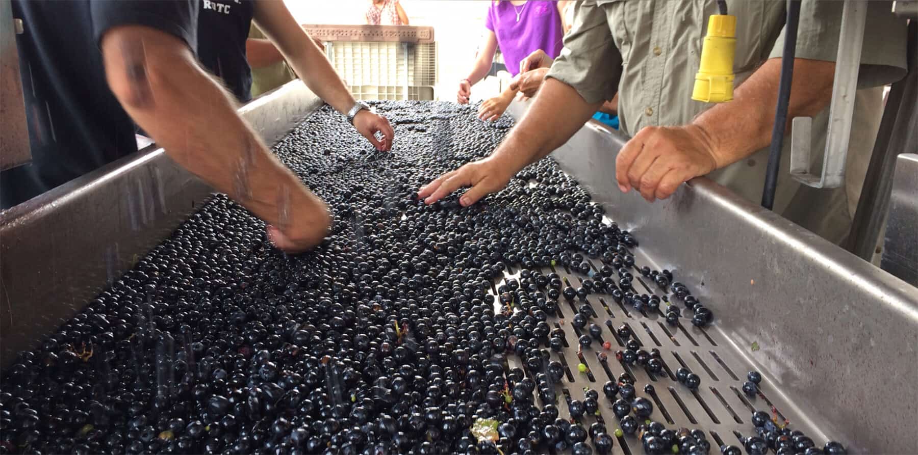 Grape Sorting at the Winery