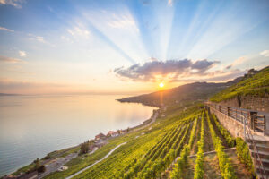 Best Wine Regions to Visit Around the World in 2026