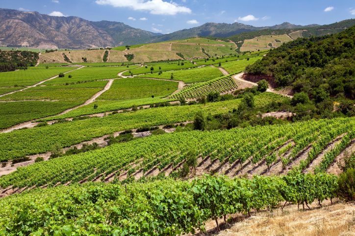 Beautiful view of the Colchagua Valley wine region in Chile