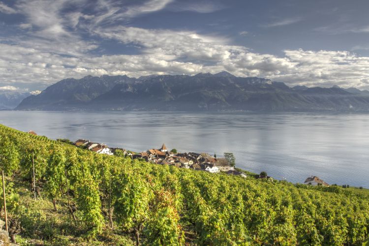 Stunning view of the Lavaux wine region in Switzerland