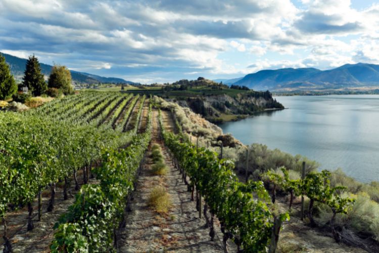 Dramatic view of the vineayrds in the Okanagan Valley Wine Region