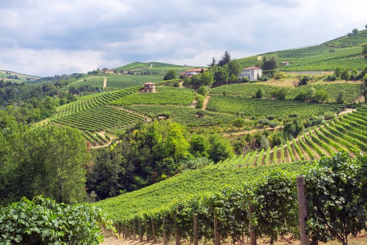 View of the Piedmont region vineyards and surrounding landscape