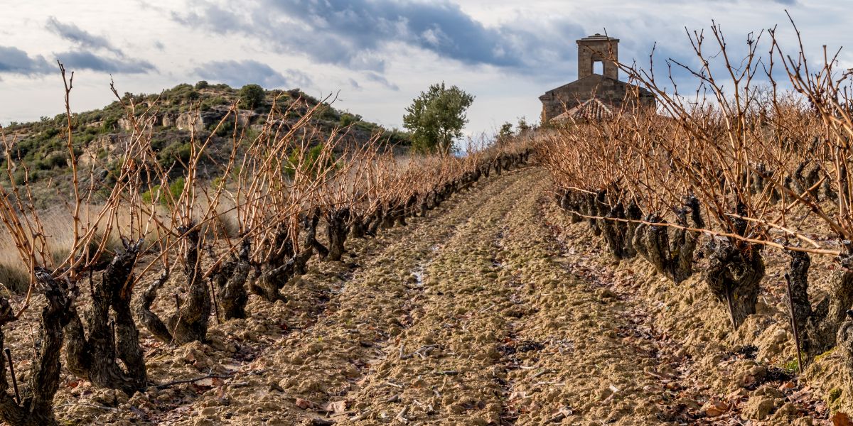 Classification order of Spanish Wine appellations – What do DOP, DOCa, DOQ,  VP, VC, IGP Mean? – Artoba Tours