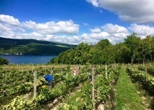 Keuka Springs Vineyards Wine Tastings Tours Events Hours