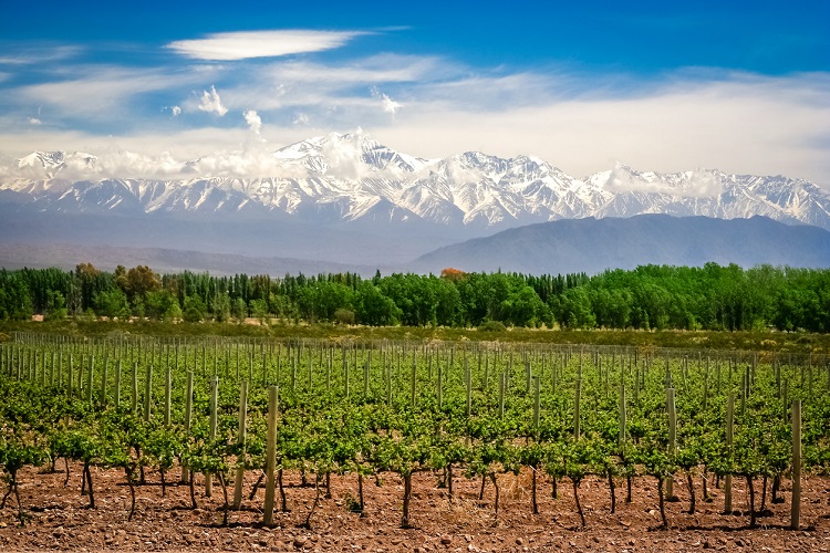 Mendoza wine region view with vineyards and mountain backdrop