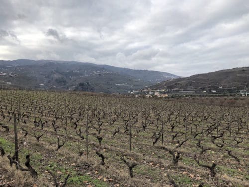 Grape vines during the Winter season at Quinta da Pacheca in the Douro Valley | Winetraveler.com