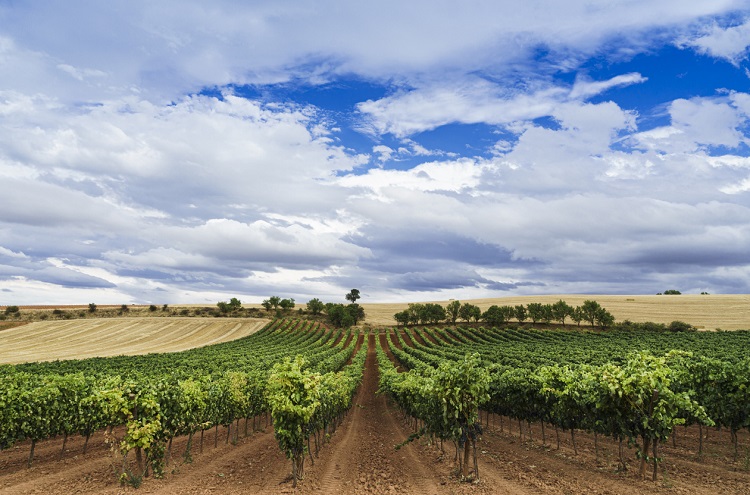 Vineyard in Ribera del Duero on a summer day
