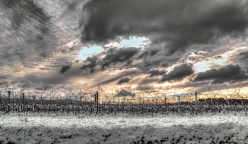 Best Time of the Year to Visit Vineyards | Winter Wine Travel | Winetraveler.com