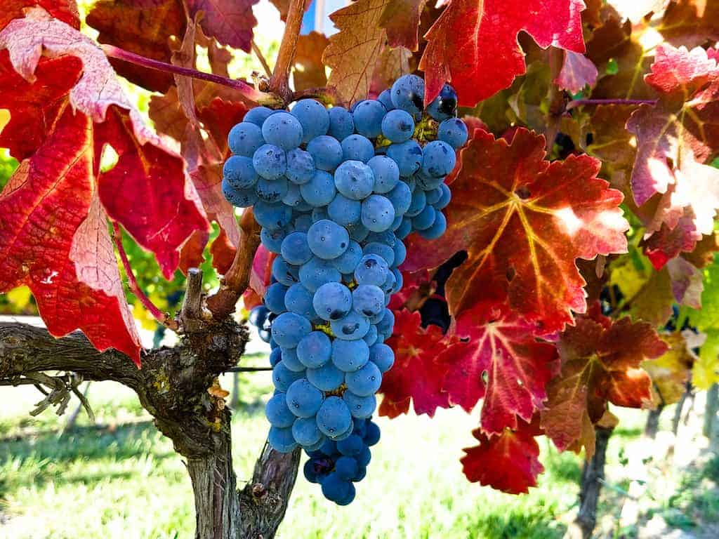 Difference Between Crianza, Reserva and Gran Reserva Spanish Wines | Winetraveler.com
