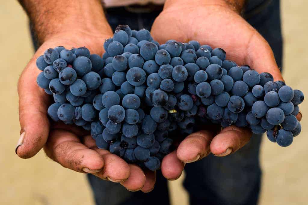 Red wine grapes just after harvest in a harvester's hands