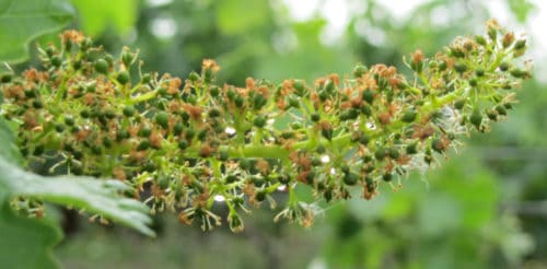 Bud Break at Emerson Brown Winery in Napa Valley | Unique Napa Valley Wineries for Wine Tasting