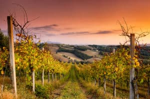 Reasons to Visit Wine Country During Autumn | Best Time of the Year to Visit Vineyards | Winetraveler.com