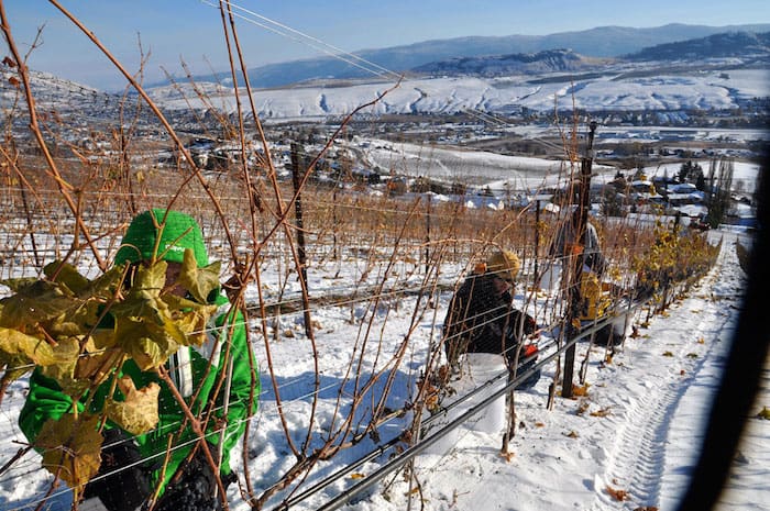 Icewine in Okanagan Valley BC