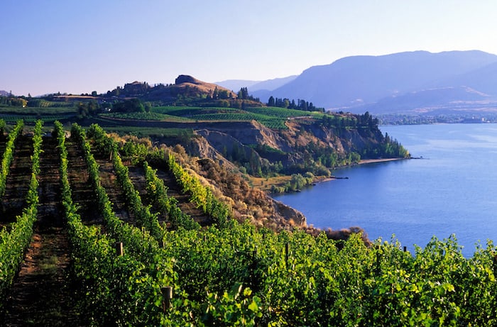 Grape vines grow in the Kelowna Region of Okanagan Valley BC