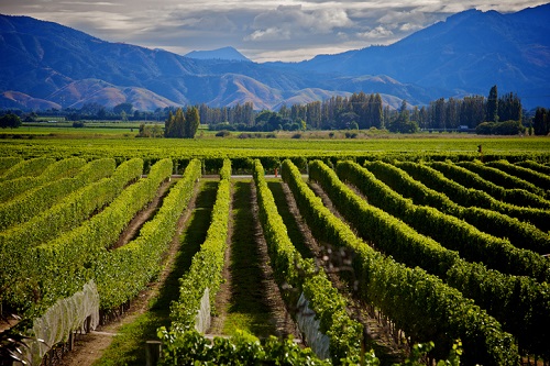 Sauvignon Blanc Grape vines in New Zealand's Marlborough Region
