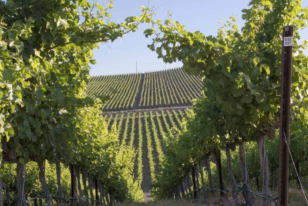 Dennis Cakebread Discusses Mullan Road Cellars and Wine in Washington State | Winetraveler.com