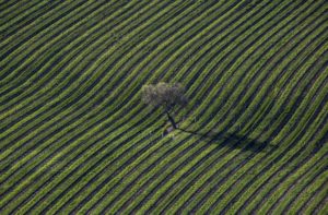 Santa Ynez Valley AVA, Santa Barbara | Winetraveler.com