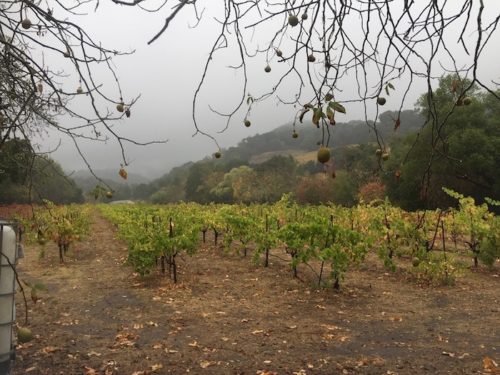Ravenswood Winery - Sonoma Valley - Best Zinfandel Ravenswood Winery