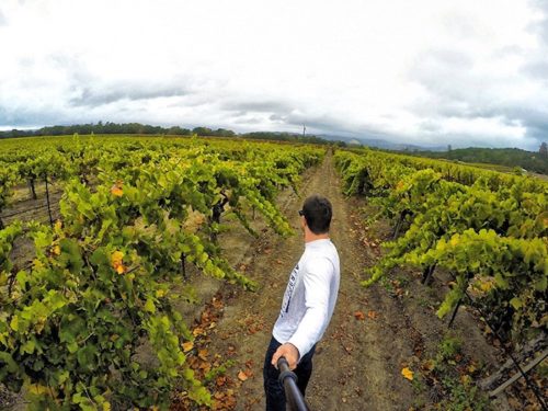 Chardonnay grape vines found at Gundlach Bundschu Winery in Sonoma Wine Country