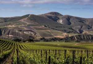 Best Wineries in Sta Rita Hills, Santa Barbara California | Winetraveler.com