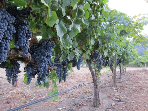 Most Unique Napa Wineries | Vellum Wine Craft Napa Valley