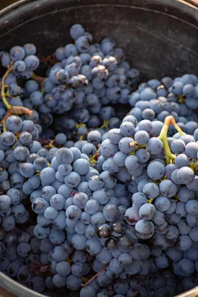 Mourvèdre
