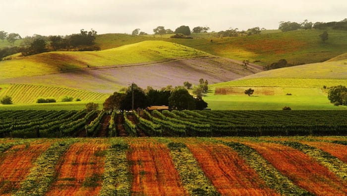 Syrah Grape Characteristics and Climate, Shiraz in Barossa Valley