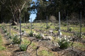 Biodynamic and Organic Wine Farming Examples | Winetraveler.com