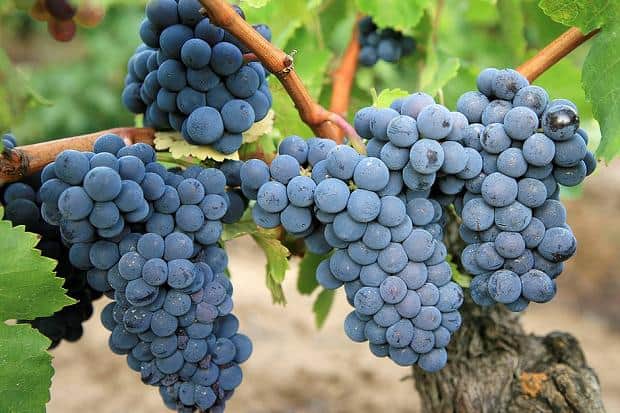 Carignan Grape Clusters on the Vine | Winetraveler.com