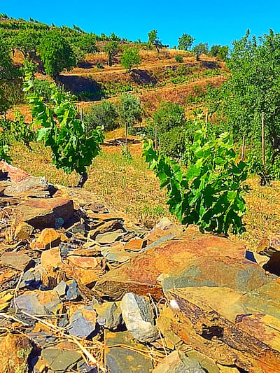 Carignan (Mazuelo) Wine Grapes Growing in Priorat, Spain | Winetraveler.com