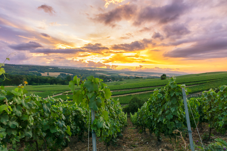 What to See Visiting Champagne France | Best Vineyards in Champagne France | Winetraveler.com
