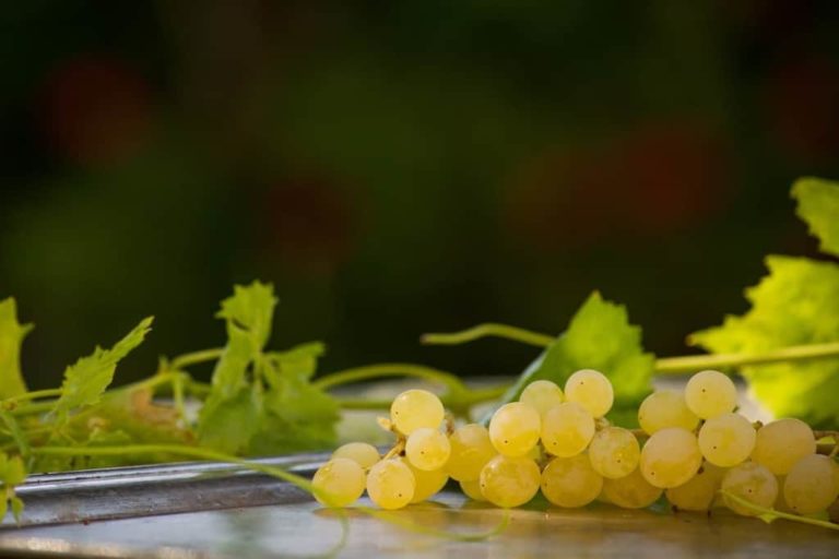 Chenin Blanc