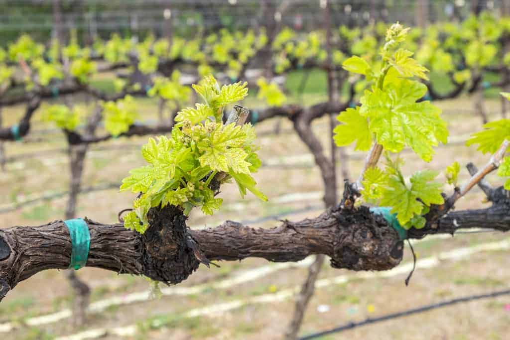 Grenache Wine Profile Taste, Pairings &
