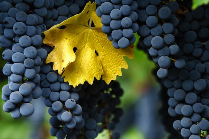 Napa Valley AVA Grape Varieties | Winetraveler.com