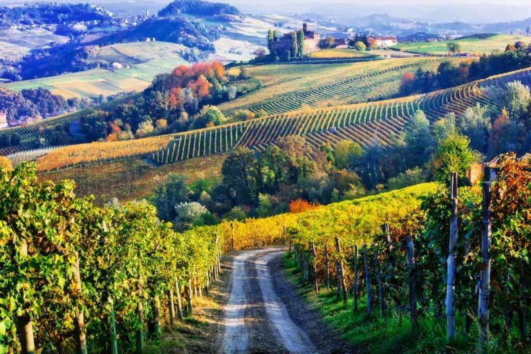 Nebbiolo