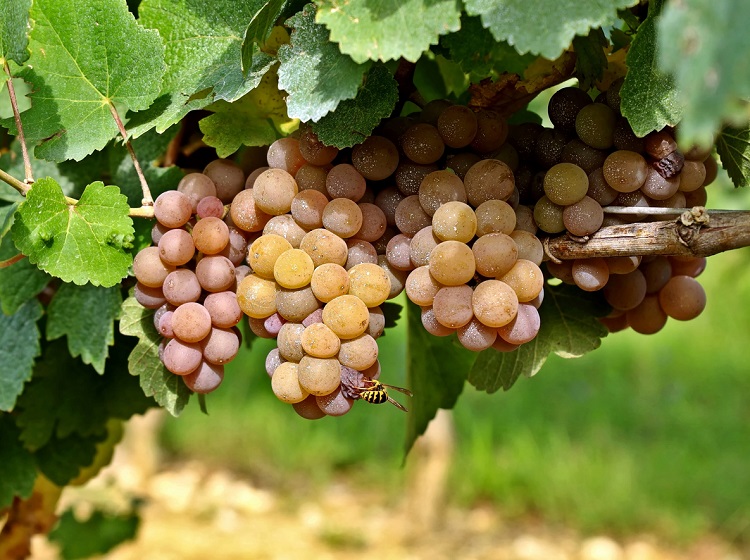 The Color of Pinot Grigio Grapes on the Vine
