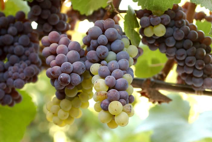 Pinot Grigio Wine Taste Description | What's the Difference Between Pinot Grigio and Pinot Gris? | Winetraveler.com