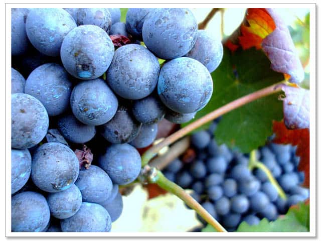 Pinotage Wine South Africa - Learn About South African Wine | Winetraveler.com