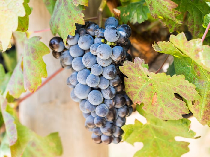 What Does South African Pinotage Red Wine Taste Like? | Winetraveler.com